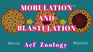 Morulation  Blastulation  Developmental Biology  Zoology Classes  UPSCZOOLOGY  Bsc Zoology [upl. by Xanthe]