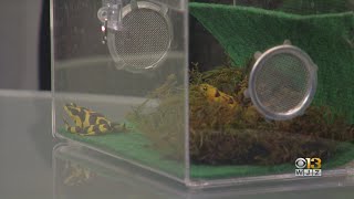 The Maryland Zoo In Baltimore Discusses Its Efforts To Preserve Panamanian Golden Frogs [upl. by Aratahs70]