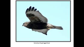 A Beginners Guide to the Hawks of Shasta County [upl. by Philippa]