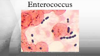 Enterococcus [upl. by Kelton]