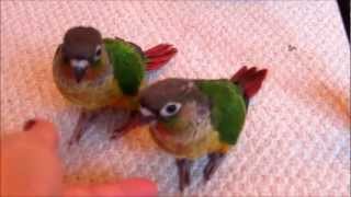 Baby Green Cheek Conures [upl. by Shoifet845]