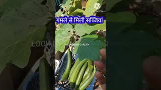 गमले में सब्जी उगाने का तरीकाKitchen gardening tipsShortsharvestinghomegarden [upl. by Sallad]