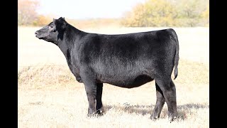 Lot 10 VanVorhis Show Cattle The Next Episode Sale 2024 [upl. by Annaear]