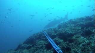 Coffs Harbour Spearfishing  Ep 1 [upl. by Anirahs]