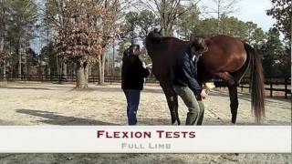 Woodside Equine Clinic The Lameness Exam [upl. by Tor979]