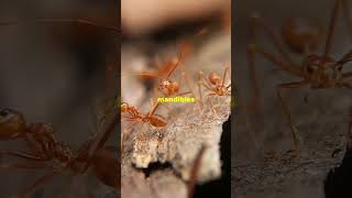 Animals curiosities Ants Perform Surgeries antbehavior insectsworld amazingnature antlife [upl. by Flaherty]