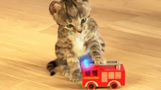 Little Kitten My Favorite Cat  Play Fun Cute Kitten Pet Care Mini Games For Children [upl. by Inaffyt329]