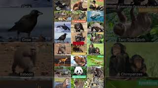 Carnivores vs Herbivores vs Omnivores animals carnivore herbivores omnivore [upl. by Sel864]