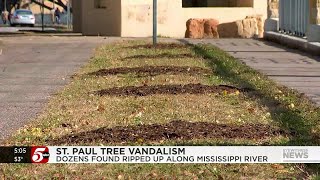 60 trees uprooted by vandals thrown into Mississippi River in St Paul [upl. by Liatris]