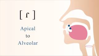 ɾ  voiced apical alveolar tap [upl. by Weaks483]