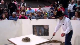 Rattlesnake ALMOST bites snake handler at the Worlds Largest Rattlesnake Roundup in Texas [upl. by Moyra]