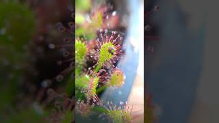 Planta Carnivora Drosera intermedia [upl. by Pepe]