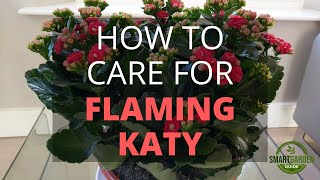 How To Care For Flaming Katy Kalanchoe Blossfeldiana [upl. by Madelene]