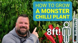 Hot to Grow a MASSIVE Chilli Pepper Plant 6 Top Tips [upl. by Stanfill]