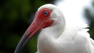 Closeup footage of an American White Ibis Eudocimus albus [upl. by Arvonio]