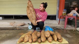 Harvest Wild Tubers Big Underground and bring them to the market to sell  Lý Thị Ca [upl. by Puff]