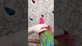 Macaw Parrot birds parrot talkingparrot funny viralshorts [upl. by Roselle263]