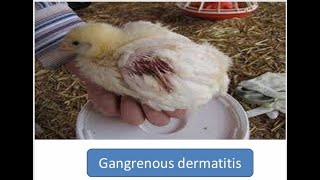 Gangrenous Dermatitis in Poultry [upl. by Nhguav]