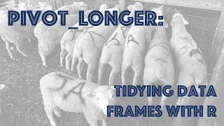 How to make data tidy using pivotlonger we gather a wide formatted table of lamb prices CC011 [upl. by Holman]