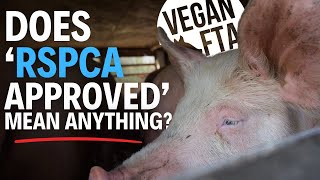 RSPCAAssured Facility in England Alleged to Treat Pigs Unlawfully [upl. by Nary]