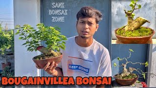 Bougainville Bonsai Movement  Bonsai Tree  Sani Bonsai Zone bonsai garden [upl. by Cynthea503]