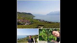 Lavaux Vineyard a UNESCO World Heritage site by the tourist train LAVAUX EXPRESS [upl. by O'Donoghue]