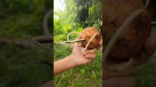 bamboo creation in coconut reels bamboo slingshot diybamboo diybamboo [upl. by Onimixam847]