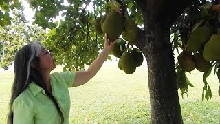 Sarahs Front Yard Jackfruit Tree in South Florida [upl. by Abana]