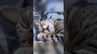 Prepare to Laugh The Funniest Animal Moments Ever 🐾😂 shorts TàixỉuIwin [upl. by Aldus]