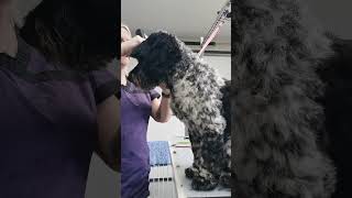 Nervous and fidgety Louie Spoodle getting his groom [upl. by Aisena663]