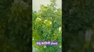 Madhu Kamini plant flowers plants youtubevideo [upl. by Inglis]