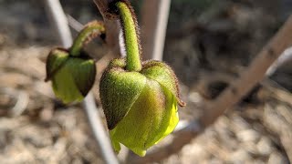 Growing Paw Paw Trees in CaliforniaYear 4 [upl. by Armbruster]