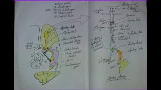 OLFACTORY PATHWAY Nerve amp Tracts by DrAbhishek kumar [upl. by Sperling442]