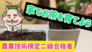 お茶の木の育て方！【日本茶】家庭菜園は日本茶で決まり！【チャノキ】 [upl. by Reed289]