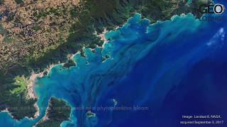 View from Space Phytoplankton bloom off the Brazilian coast [upl. by Atiniv353]