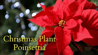 shorts  Poinsettia  Official Christmas Flower 2021  Christmas in Switzerland 2022 [upl. by Liva]