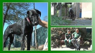 Hundevermittlung  AprilMai 2019 Tierheim Hannover TV [upl. by Rockie902]