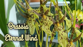 Brassia Eternal WindПервое домашнее цветение [upl. by Cagle]