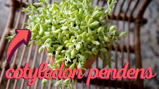 Cotyledon Pendens Cliff Hanger Plant Care Guide [upl. by Akerley]