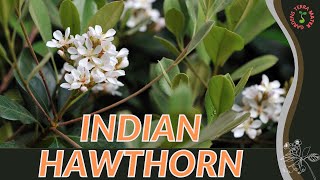 INDIAN HAWTHORN Information amp Growing Tips Rhaphiolepis indica [upl. by Darwen]