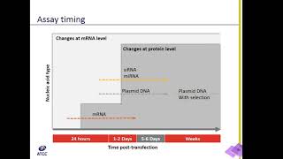 Designing a transfection experiment [upl. by Hastings]