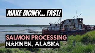 SALMON PROCESSING in ALASKA  SEASONAL WORK at LEADER CREEK FISHERIES in NAKNEK ALASKA [upl. by Assiar]