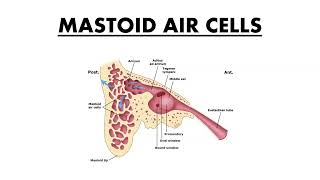 MASTOID AIR CELLS [upl. by Feingold421]