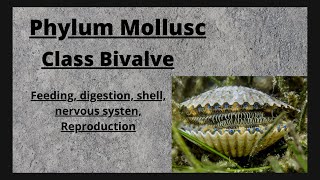 Class Bivalvia  Phylum Mollusca [upl. by Lucian]