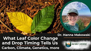 101 Connecting Climate Carbon Tree Leaf Phenology and Genetics with Dr Hanna Makowski [upl. by Ynaffat951]