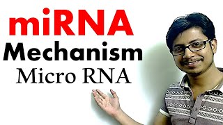 miRNA  micro RNA mechanism of gene silencing [upl. by Odom]