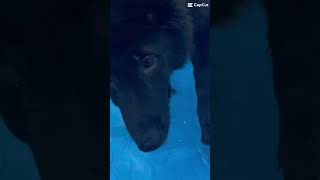 My water doggo•is your dog a water dog [upl. by Brian]