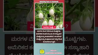 ಮರದಲ್ಲಿ ಬೆಳೆಯುವ ಮೊಟ್ಟೆಗಳು facts kannadafacts eggs egg trees interestingfacts sciencefacts [upl. by Lyudmila259]