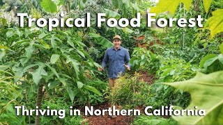 Backyard Tropical Food Forest in Northern California [upl. by Girovard]