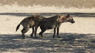 Injured howling Hyaena at Lijersdraai Water Hole [upl. by Inobe]